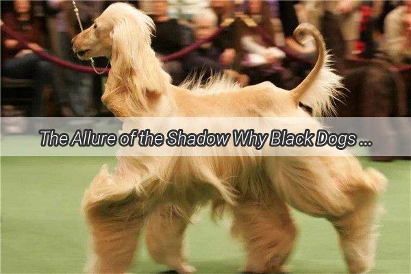 The Allure of the Shadow Why Black Dogs Are the New Trend in Pet Parenting